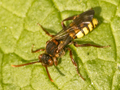 Nomada signata